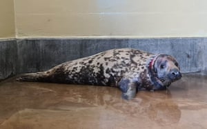 A seal known as Mrs Vicar due to the white plastic disc that was stuck around her neck after it was rescued two-and-a-half years after she was first sighted off the Norfolk coast. Mrs Vicar has been released back into the wild at Sutton Bridge in Lincolnshire, after being nurtured back to health by the RSPCA