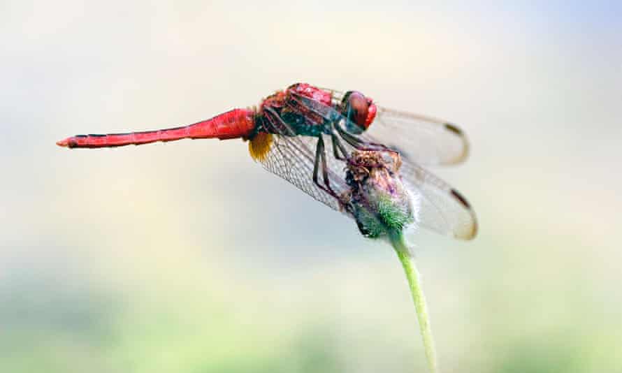 Dragonflies migrate up to 11,000 miles a year.