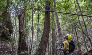 Firefighter looking up at Wollemi pines