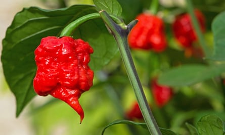 The Carolina Reaper, currently the world’s hottest chilli.