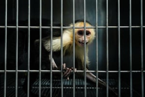 A white-faced capuchin monkey in a cage