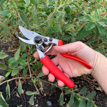 Felco No 7 secateurs