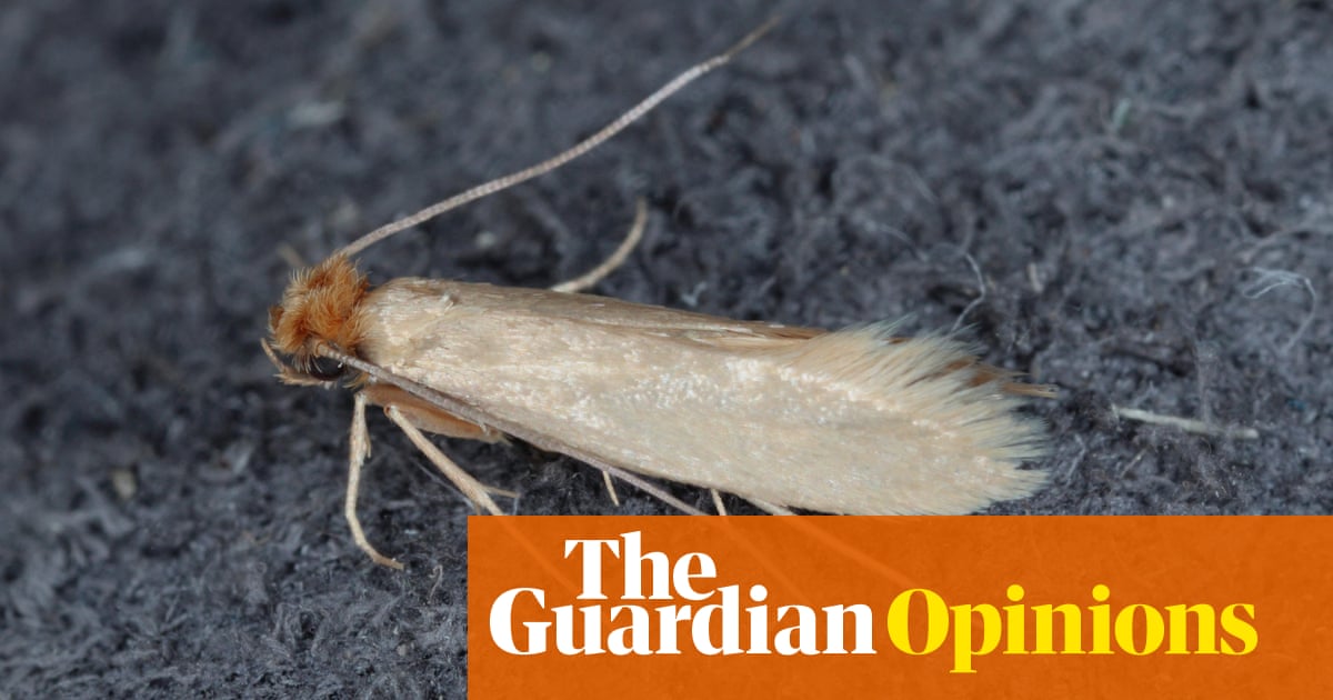 My moth hell has given me sympathy for all fellow sufferers - even the 1% | Rhiannon Lucy Cosslett