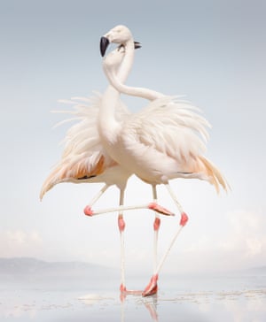 Untitled #163 [Flamingos], 2011, Simen Johan
