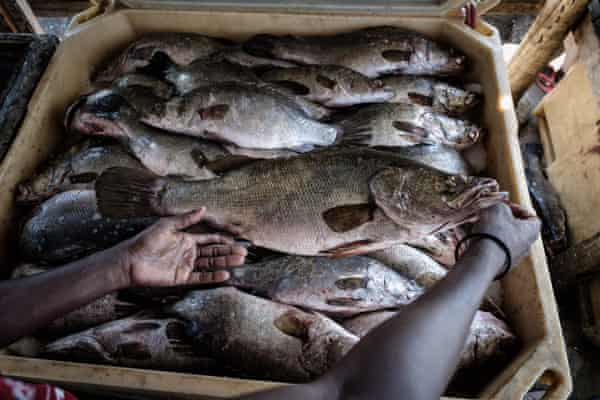 Secretive Traders Netting Chinese Delicacy Leave Nile Perch Under Threat Environment The Guardian Secretive Traders Netting Chinese Delicacy Leave Nile Perch Under Threat Environment The Guardian