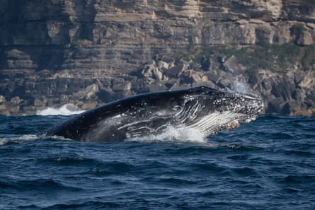 Humpback whale rising out of the water with cliffs in the background
