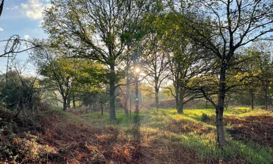 Sun coming through trees