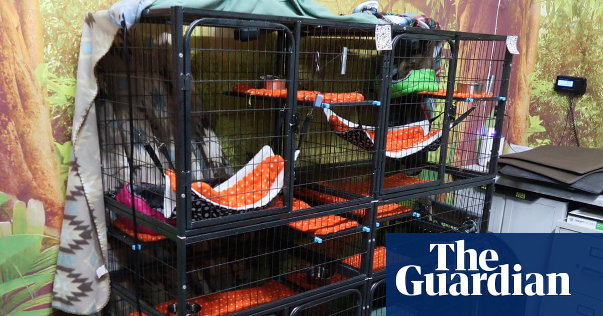 Florida officials investigate planned Sloth World' attraction after 31 sloths die in warehouse