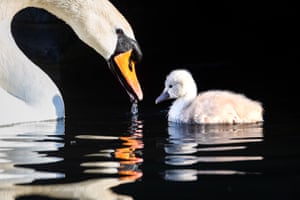 Uma cisne e seu cygnet nadam em um canal durante o tempo ensolarado em Wapping, Londres.