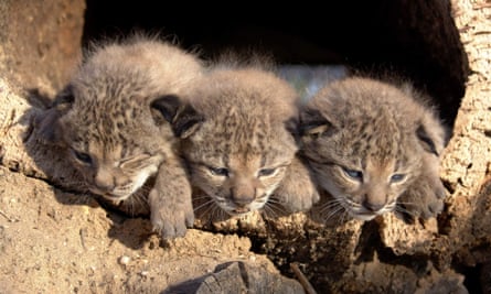 Trio of Iberian lynx cubs