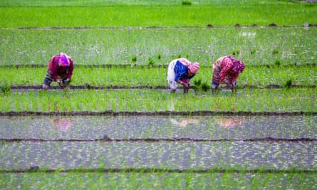 Saison de plantation du riz à Lalitpur, Népal.