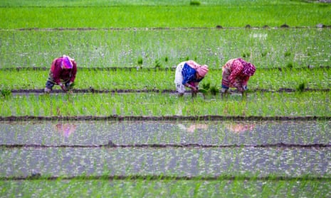 Rice-planting season in Lalitpur, Nepal.
