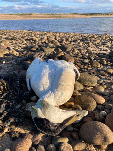 A dead eider duck lies on pebbles on the shore of Loch Flee