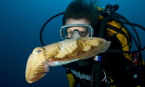 Scuba diver with cuttlefish