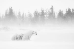 A polar bear shields her cubs in a blizzard