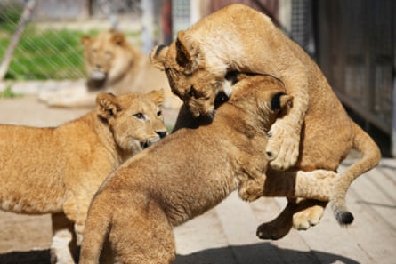 Three of the four cubs at pllay
