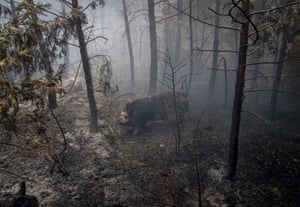A hog runs through a wooded area of Grizzly Flats that has been reduced to ashes.