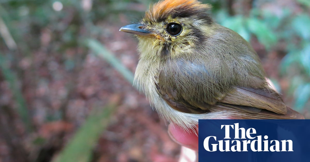 Amazon birds shrink but grow longer wings in sign of global heating