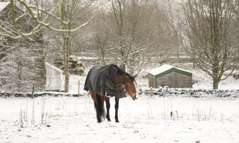 horse with blanket in snowy field