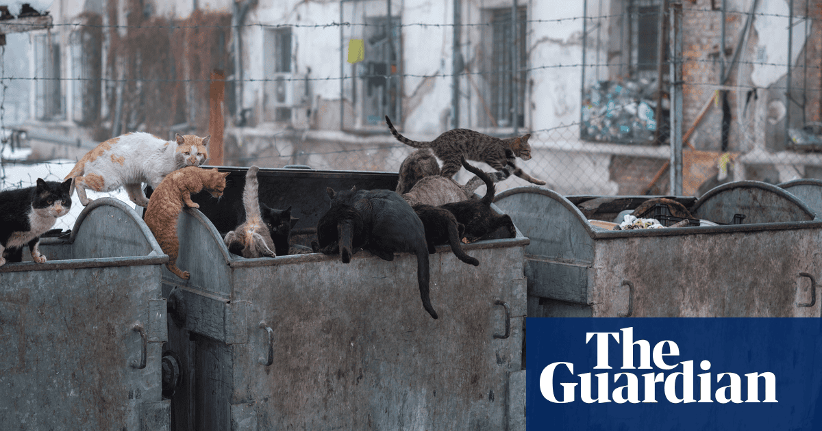 ‘Prisoners killed each other’s kittens. So now they’re forbidden inside’: Vladimir Karamazov’s best photograph