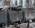 ‘Prisoners killed each other’s kittens. So now they’re forbidden inside’: Vladimir Karamazov’s best photograph