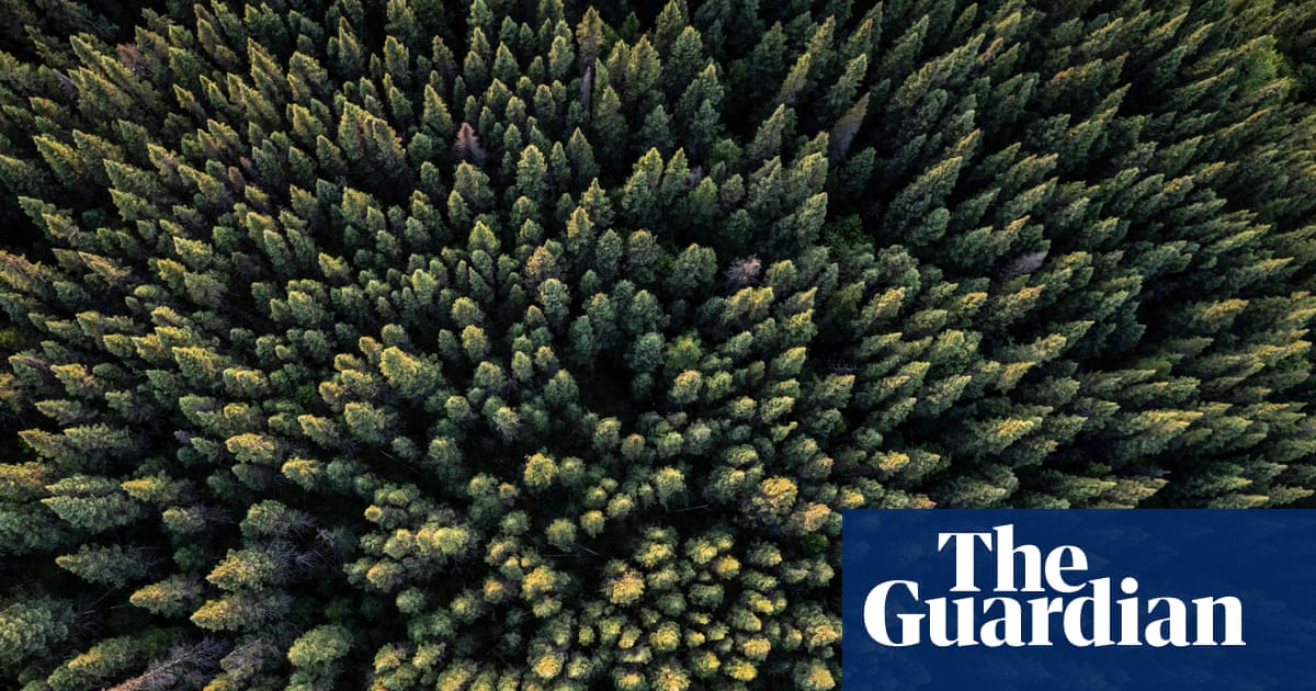 Specieswatch: Deciduous trees are marching north and ousting evergreens