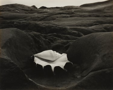 Shell and Rock Arrangement, 1931Exploring the richness of Weston’s work–from nudes to still lifes, landscapesHe photographed ordinary objects–shells, vegetables, bodies, stones–with great formal rigour, transforming reality into visual motifs.