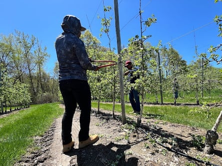 Man pruning an apple tree