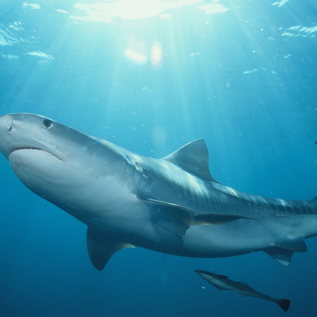 What We Can Learn From The Man Who Swam Five Miles With A Tiger