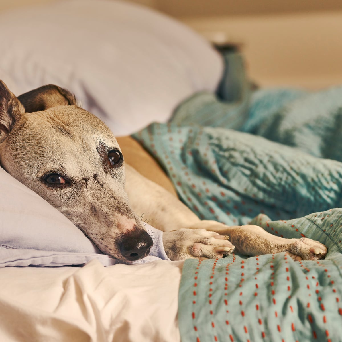 When Will I Be Famous Oscar The Whippet S Bid For Instagram