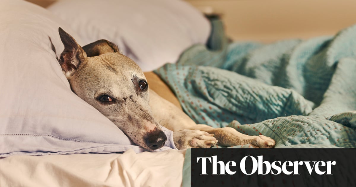 Auto Tune Greyhound Racer Auto Tune Greyhound Racer