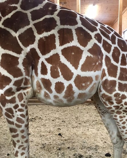 April’s stomach. Giraffe pregnancies last for 15 months, with new-borne calves standing 6ft tall.