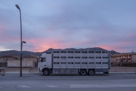 Un camión de transporte de animales en una carretera con los últimos vestigios del atardecer a sus espaldas