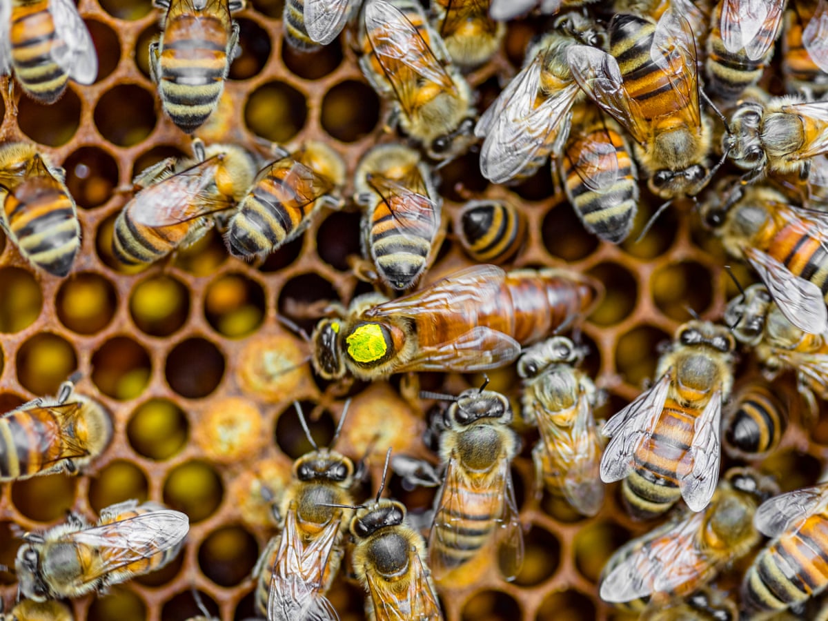 Save the queen, save the hive: how to live in harmony with bees |  Australian lifestyle | The Guardian
