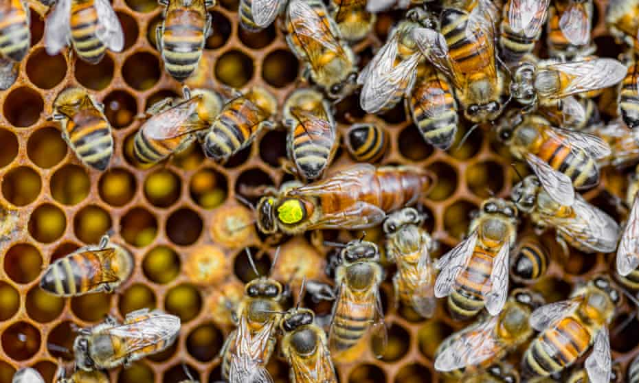 Close-up of honeybees sitting on honeycombs