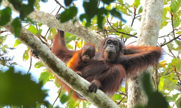 Female orangutans are occasionally killed for their young, which are sold on as pets, while others are killed for food or for venturing onto plantations or into gardens.