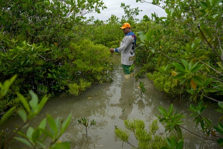 A man stands knee-deep in water surrounded by vegetation