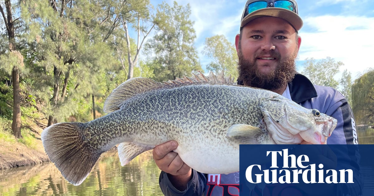 ‘You can see the tails’: bloated cod regurgitate mice amid Australian mouse plague