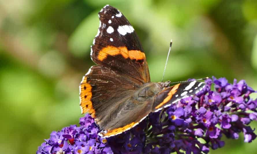 A red admiral on a buddleia