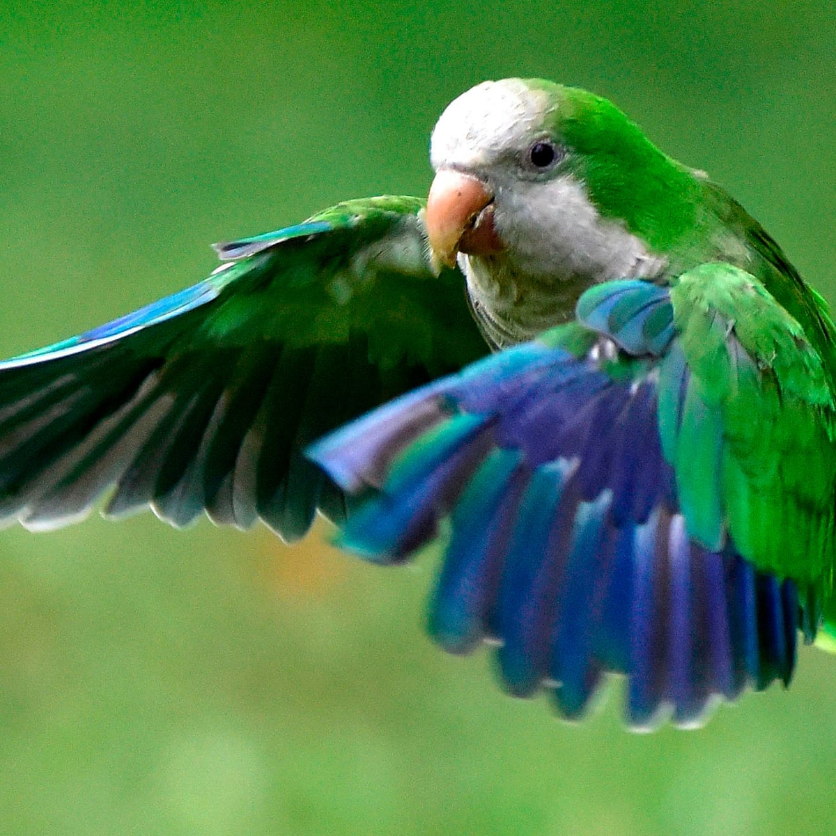 Madrid to begin 'humane slaughter' of parakeets | Spain | The Guardian