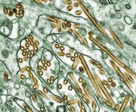 A transmission electron micrograph of H5N1 viruses (seen in gold) grown in MDCK cells (seen in green).