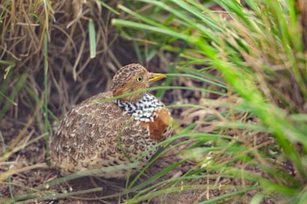 A plains-wanderer living in Melbourne’s west