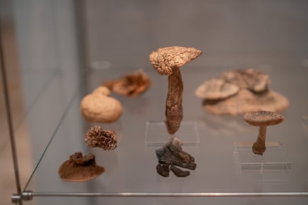 Dried fungi from the museum archive.