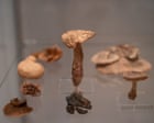 Can a mushroom make music? Devon exhibition explores ‘cultural world’ of fungi