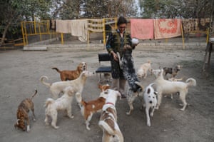 Zeba Masood, an animal rights activist, spends time with stray dogs at the city’s first-ever dog shelter in Peshawar, Pakistan.