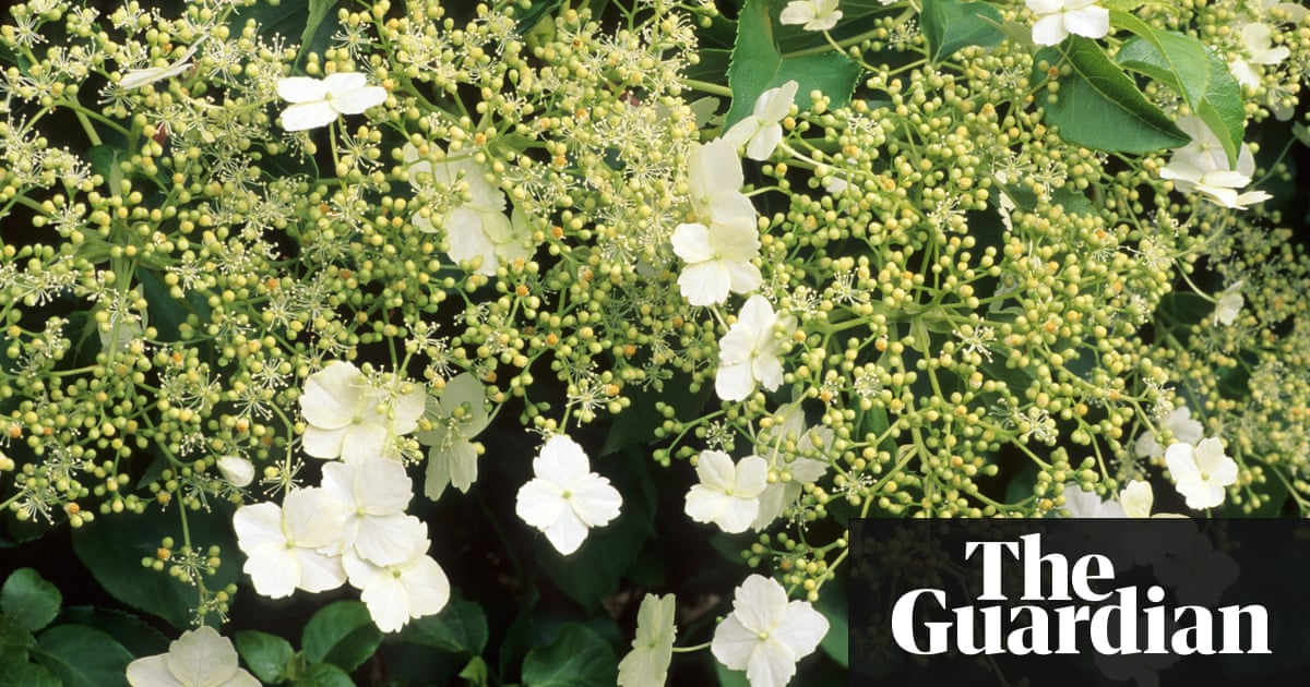 The best climbers for shade | Alys Fowler | Life and style | The Guardian