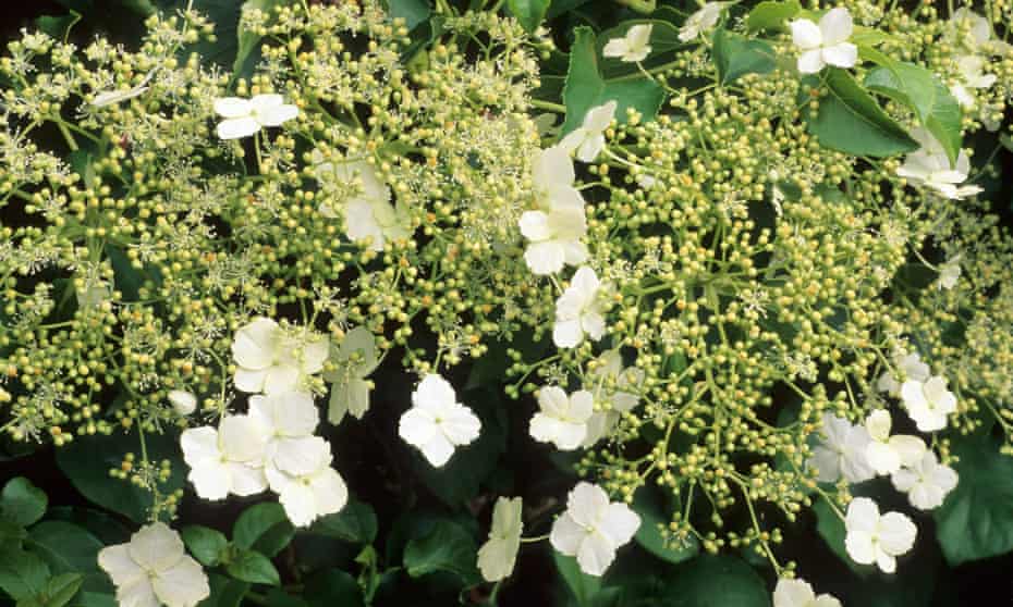 the best climbers for shade gardening advice the guardian the best climbers for shade gardening advice the guardian