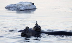 Southern Ocean elephant seals wearing sensors on their heads as they swim in the Southern Ocean, Antarctica.