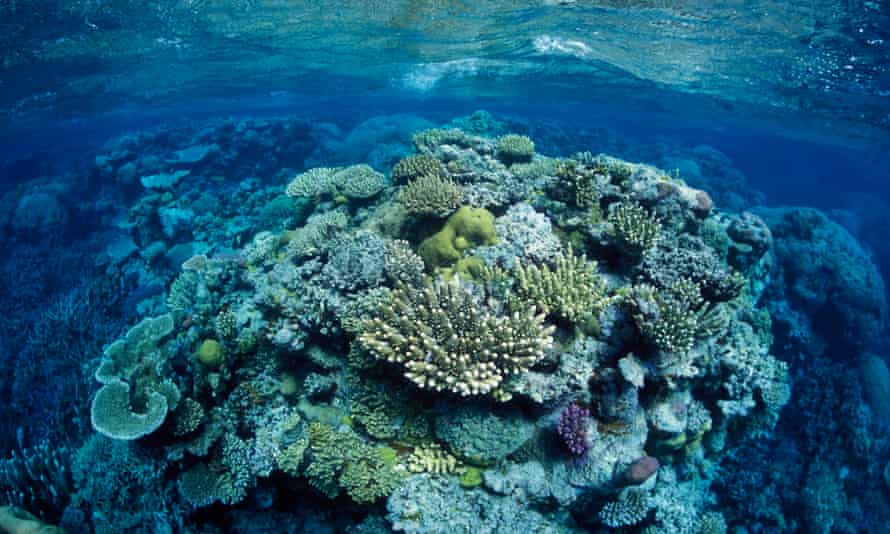 Coral at the Great Barrier Reef, north-east of Port Douglas, Queensland