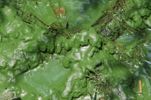 Green algae blooms